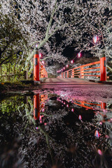 小見川城山公園の夜桜と赤い橋のリフレクション
