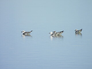 A small group of laughing gulls, nonbreeding adults, swimming within the wetland waters of the Bombay Hook National Wildlife Refuge, Kent County, Delaware.