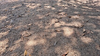 Ground with Leaves and Shadows