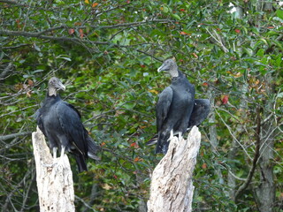 A pair of black vultures, perched on withered tree branches, during the early autumn season. Bombay Hook National Wildlife Refuge, Kent County, Delaware.