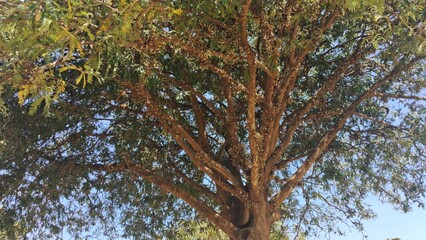 A close-up shot of a tree with textured bark and lush green leaves under a blue sky