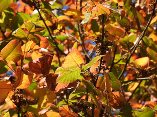 Autumn foliage, poison ivy leaves. Bombay Hook National Wildlife Refuge, Kent County, Delaware.    