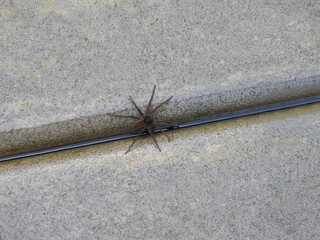 Six-spotted fishing spider, living within the Bombay Hook National Wildlife Refuge, Kent County, Delaware. 