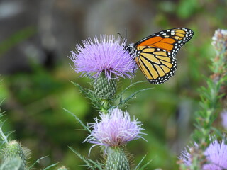 A monarch butterfly sipping nectar from a field thistle, wildflower. Bombay Hook National Wildlife Refuge, Kent County, Delaware.