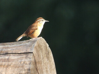 Carolina wren perched on a log. Bombay Hook National Wildlife Refuge, Kent County, Delaware.