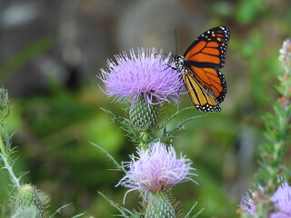 A monarch butterfly sipping nectar from a field thistle, wildflower. Bombay Hook National Wildlife Refuge, Kent County, Delaware.