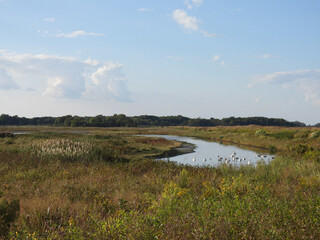 The scenic beauty of the wetlands, within the Bombay Hook National Wildlife Refuge, Kent County, Delaware.