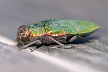 Artistic macro image of a colorful jewel beetle with iridescent green metallic elytra, captured on a wooden surface.