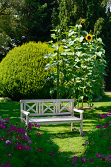 wygodna drewniana ławka na trawniku wśród zielni i kwiatów, jasna ławka drewniana w ogrodzie, Kosmos podwójnie pierzasty, Cosmos bipinnatus, Wooden bench in a garden with lush greenery and flowers  © kateej