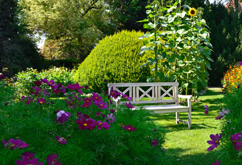 wygodna drewniana ławka na trawniku wśród zielni i kwiatów, jasna ławka drewniana w ogrodzie, Kosmos podwójnie pierzasty, Cosmos bipinnatus, Wooden bench in a garden with lush greenery and flowers  © kateej