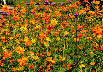 Kosmos siarkowy 'Sunset Orange' i 'Sunset Yellow' z werbeną patagońską, Cosmos sulphureus, Verbena bonariensis, kontrast kolorystyczny, żólte, pomarańczowe i fioletowe kwiaty, color contrast  © kateej