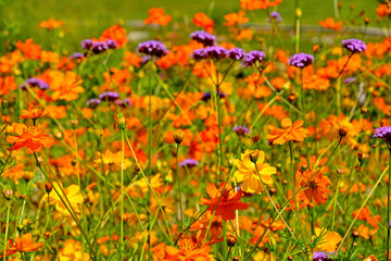Kosmos siarkowy 'Sunset Orange' i 'Sunset Yellow' z werbeną patagońską, Cosmos sulphureus, Verbena bonariensis, kontrast kolorystyczny, żólte, pomarańczowe i fioletowe kwiaty, color contrast
