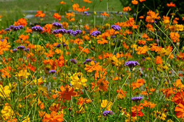 Kosmos siarkowy 'Sunset Orange' i 'Sunset Yellow' z werbeną patagońską, Cosmos sulphureus, Verbena bonariensis, kontrast kolorystyczny, żólte, pomarańczowe i fioletowe kwiaty, color contrast  © kateej
