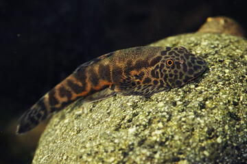 Subadult Neon Borneo Sucker (Gastromyzon lepidogaster)