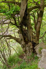 ancient twisted tree standing resilient amidst lush greenery, emphasizing the natural beauty and unique landscapes of Switzerland