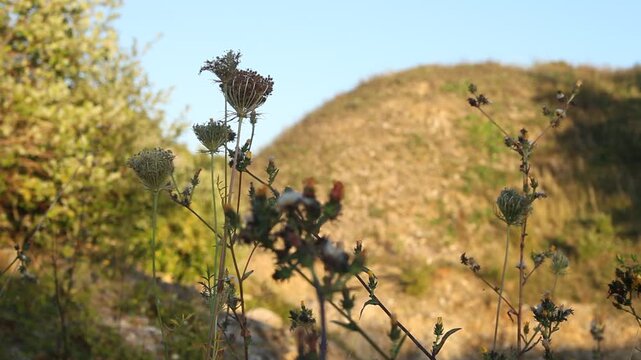 Steinbruch Blume Pflanzen Pionierpflanzen Jurakalk Altm&uuml;hltal Jura-Marmor Jura-Kalkstein