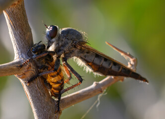 Predator Robber Fly with Captured Bee on Branch