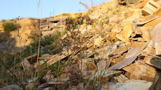 Steinbruch Blume Pflanzen Pionierpflanzen Jurakalk Altm&uuml;hltal Jura-Marmor Jura-Kalkstein