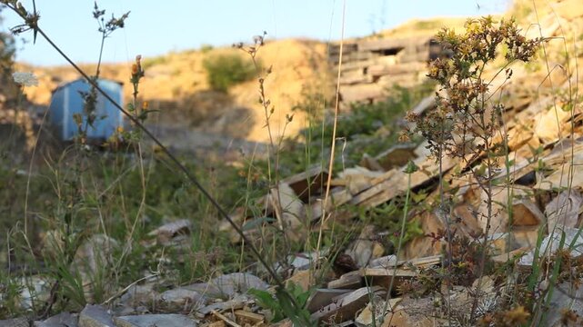 Steinbruch Blume Pflanzen Pionierpflanzen Jurakalk Altm&uuml;hltal Jura-Marmor Jura-Kalkstein