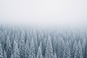 Misty aerial landscape of dense pine trees blanketed in snow and fog