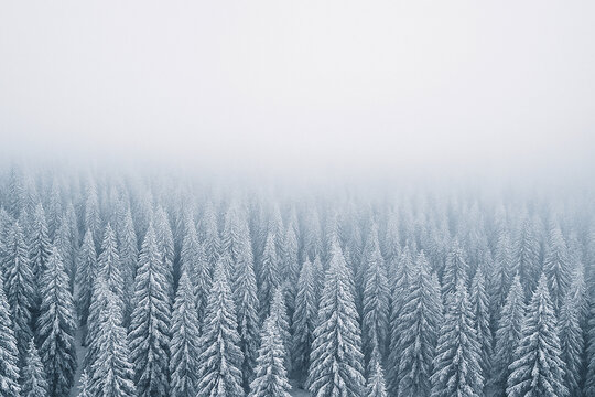 Misty aerial landscape of dense pine trees blanketed in snow and fog
