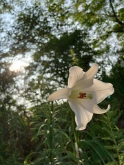 百合と木漏れ日