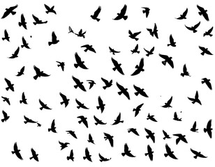 Naklejka premium Silhouette of bird in flight for inspirational background, white background