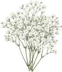 A Bouquet of Baby's Breath