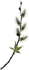 A Branch of a Pussy Willow