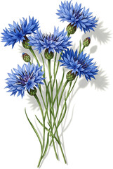 A Bunch of Blue Cornflowers