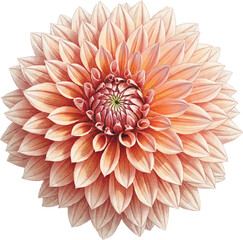 Fototapeta premium A Dinner-Plate Dahlia