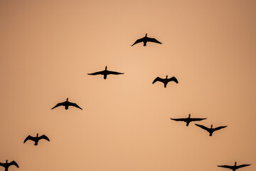 Migratory Birds Flying Across the Orange Sky at Sunset