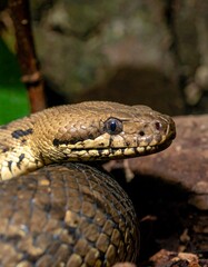 Fototapeta premium Close-up of a snake