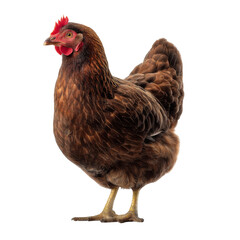 Fototapeta premium Brown hen standing proudly, showcasing its feathers and vibrant comb. This captures essence of farm life and beauty of poultry