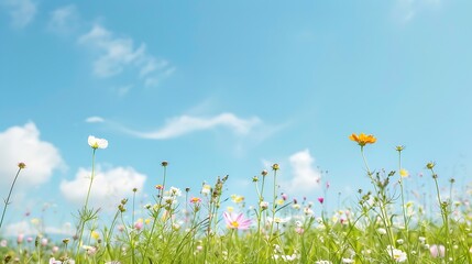 Vibrant wildflower meadow under a bright blue sky with fluffy clouds