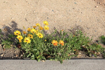 African Daisy or Dimorphotheca sinuata blooming  at xeriscaped roadside during warm winter in Phoenix, Arizona