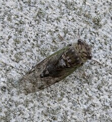 Cicada