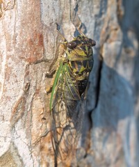 Cicada