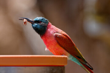 Colorful northern carmine bee-eater eating a bug