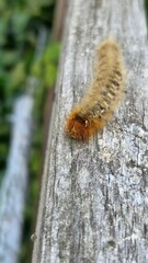 caterpillar on a leaf