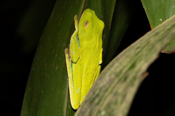 Giant Monkey Frog (Phyllomedusa bicolor) Resting on Leaf at Night in Costa Rica – Wildlife Photography