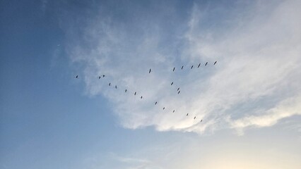 flock of birds