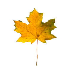 Autumn yellow maple leaf. Isolated on white background. Photo. Can be used for botanical painting, collages, autumn decor. Autumn holidays and Halloween.