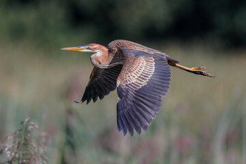 purple heron flying