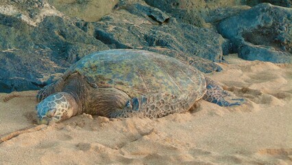 Sea turtle resting in the sand on a Maui beach at sunset, capturing serene wildlife, warm golden light, and the peaceful beauty of tropical coastal nature in a tranquil evening scene.