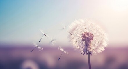 Dandelion with delicate seeds drifting away in soft sunlight against a gradient sky, symbolizing wishes, hope, and new beginnings.