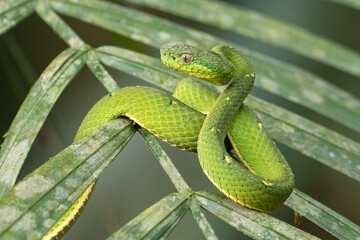 Obraz premium Green Pit Viper (Trimeresurus albolabris) on Tropical Leaf, Wildlife Photography