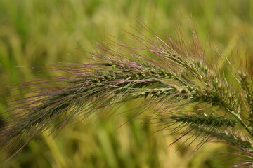 強害雑草 ケイヌビエ