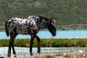 wild horse in the field