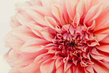 Extreme closeup of a pink dahlia flower showing detailed petals and textures, highlighting natural beauty and floral structure for design use.